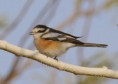 /album/some-overseas-trips/masked-shrike-2006-israel-jpg/